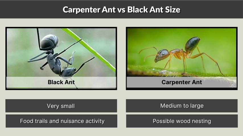 Carpenter Ant vs Black Ant Size