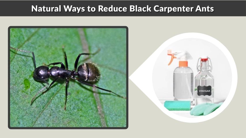 Natural Ways to Reduce Black Carpenter Ants