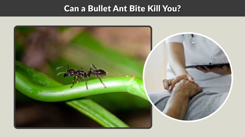 Can a Bullet Ant Bite Kill You?