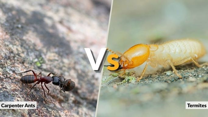 How to Identify Carpenter Ants vs Termites