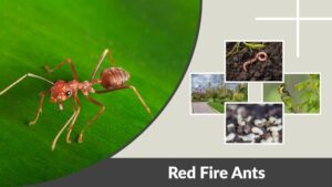 Red Fire Ants: Facts, Bites, Habitat and Control Guide