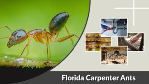 Florida Carpenter Ants: Identification, Bites, Treatment, and Prevention