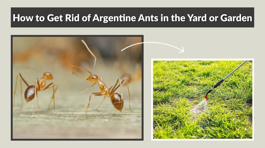 How to Get Rid of Argentine Ants in the Yard or Garden