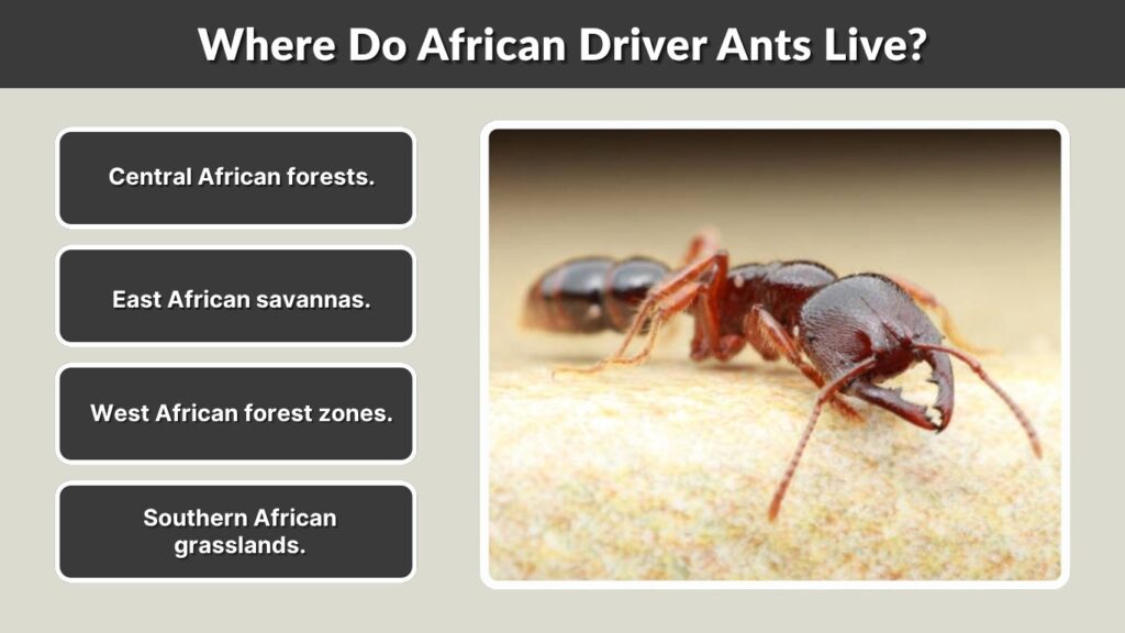 Where Do African Driver Ants Live?