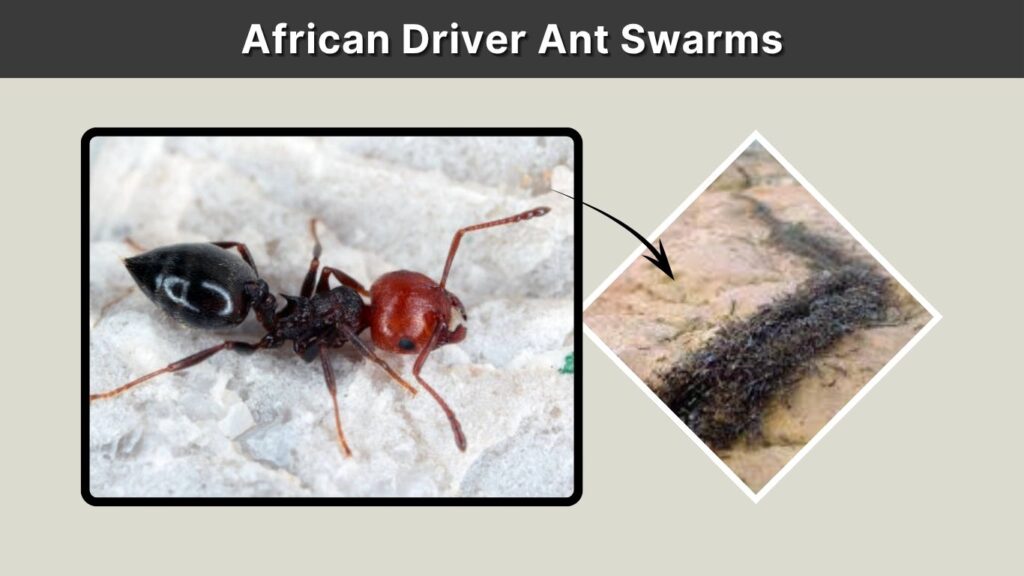 African Driver Ant Swarms
