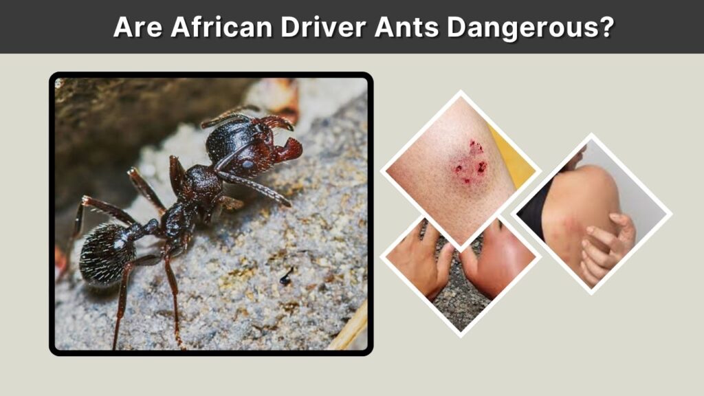 Are African Driver Ants Dangerous?
