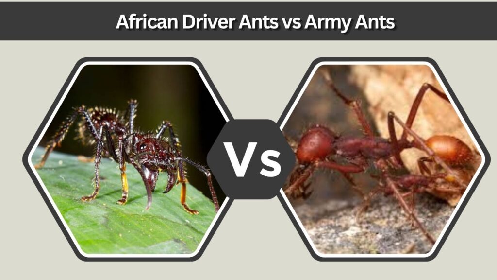 African Driver Ants vs Army Ants