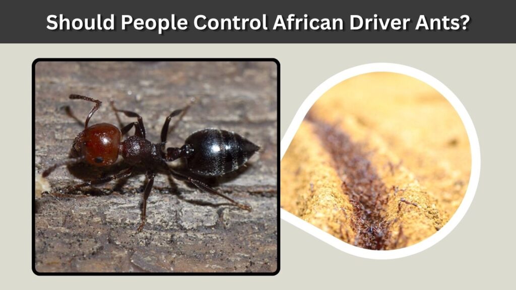 Should People Control African Driver Ants?