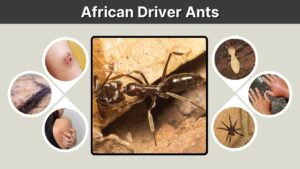 African Driver Ants: Size, Queen, Facts and Dangers