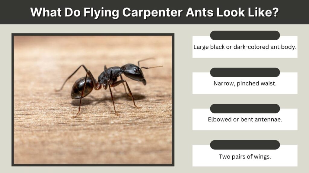 What Do Flying Carpenter Ants Look Like?