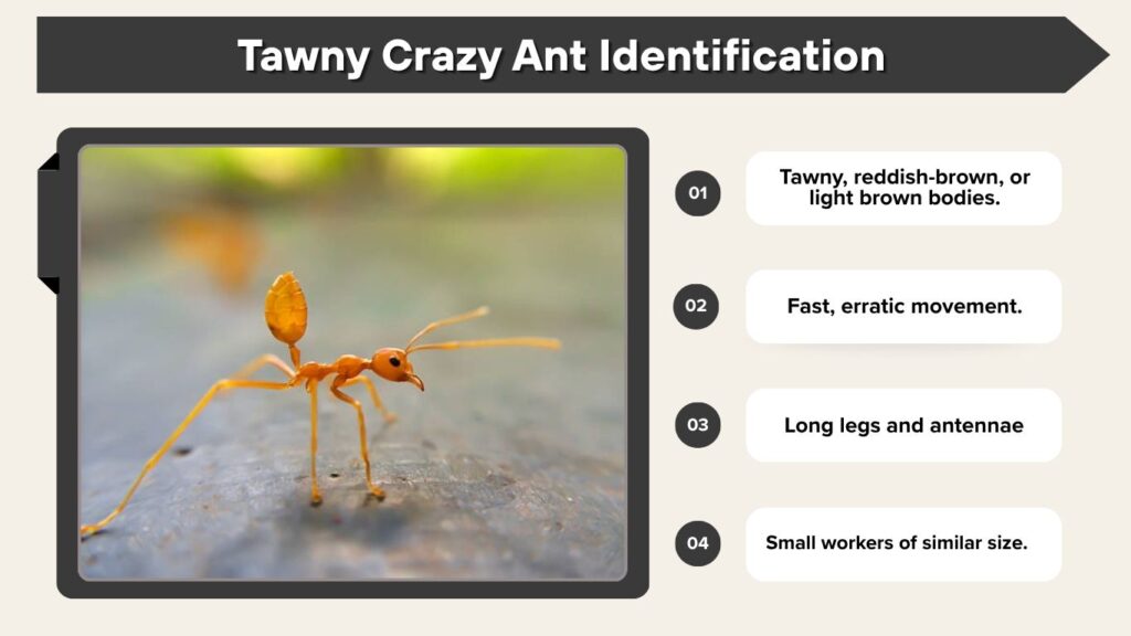 Tawny Crazy Ant Identification