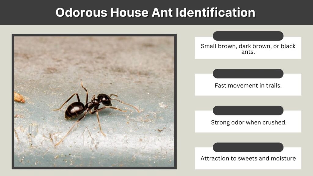 Odorous House Ant Identification