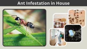 Ant Infestation in House: Signs, Causes, and Fixes
