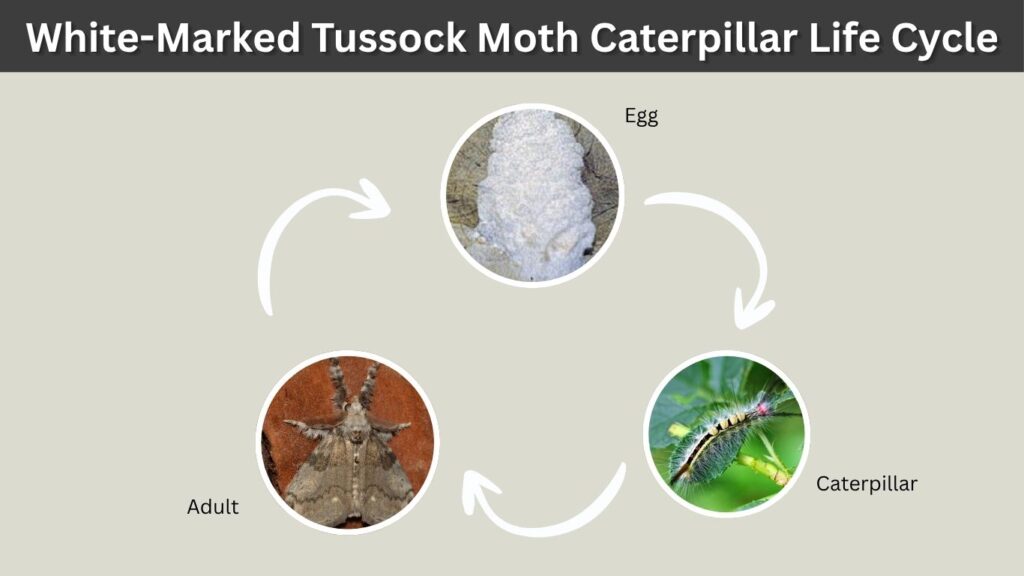 White-Marked Tussock Moth Caterpillar Life Cycle