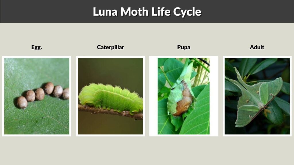 Luna Moth Life Cycle