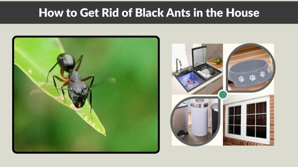 How to Get Rid of Black Ants in the House