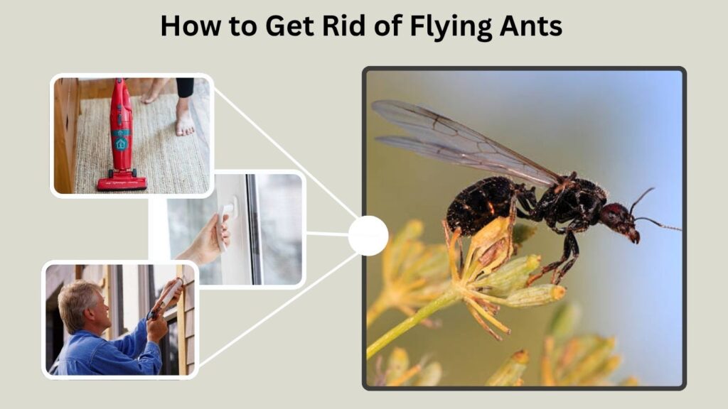 How to Get Rid of Flying Ants