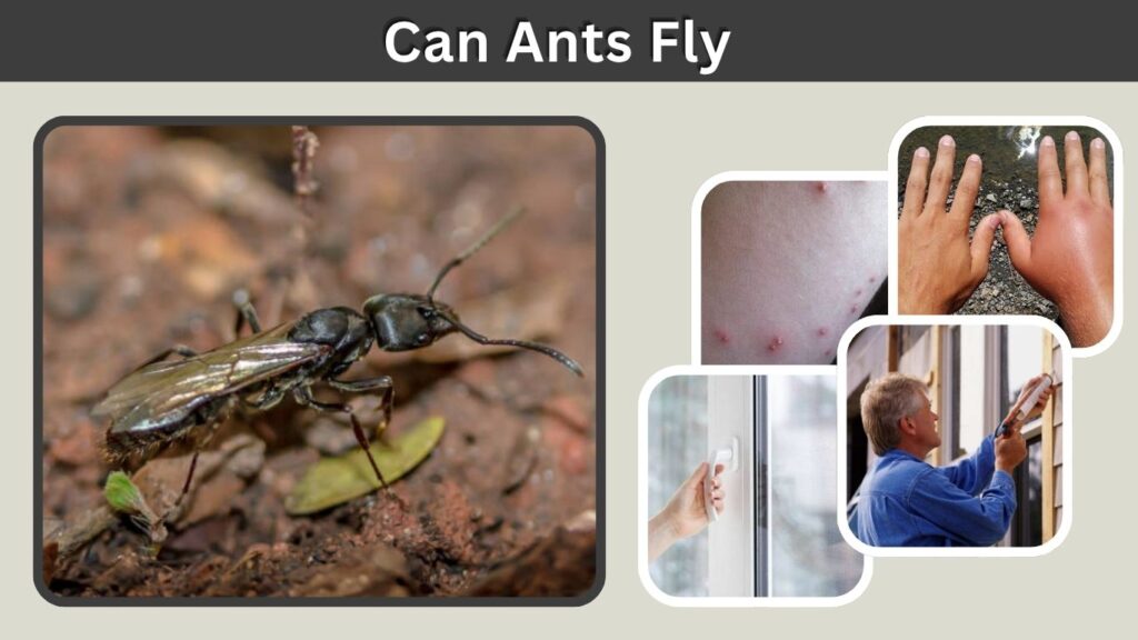 Can Ants Fly? Why Some Ants Have Wings
