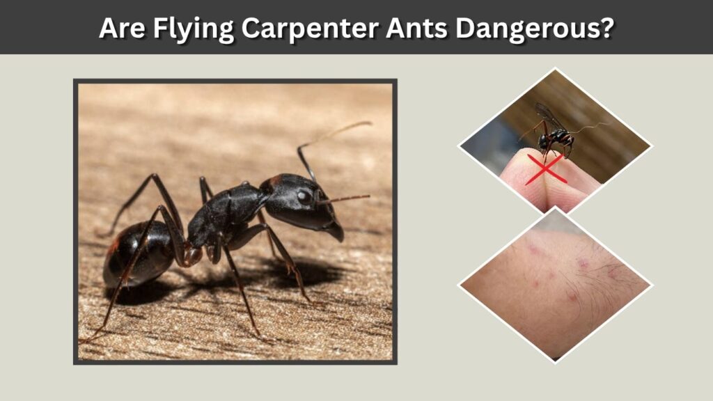 Are Flying Carpenter Ants Dangerous?