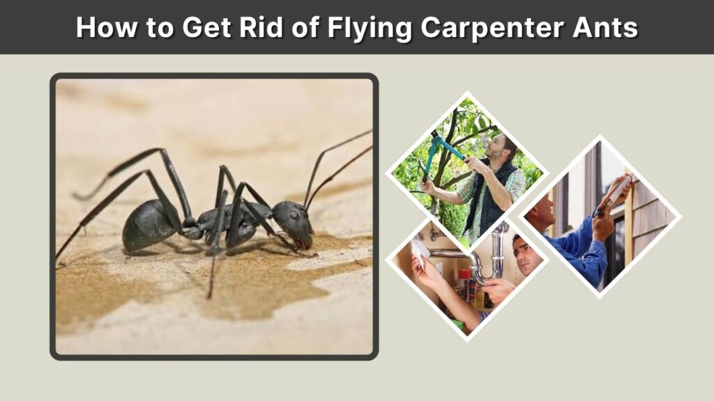 How to Get Rid of Flying Carpenter Ants