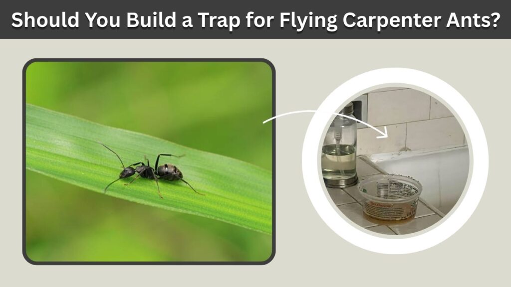 Should You Build a Trap for Flying Carpenter Ants?