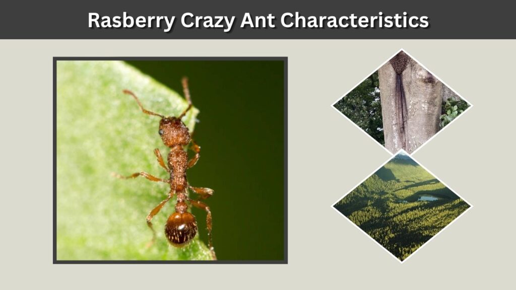 Rasberry Crazy Ant Characteristics