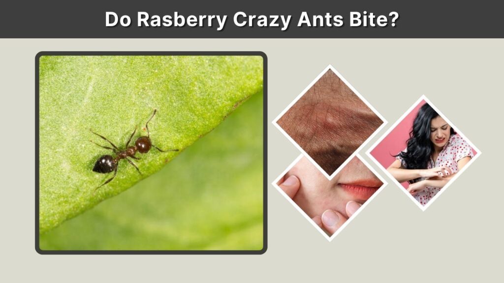Do Rasberry Crazy Ants Bite?