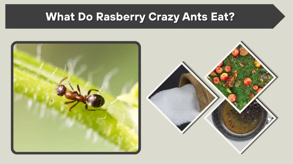 What Do Rasberry Crazy Ants Eat?