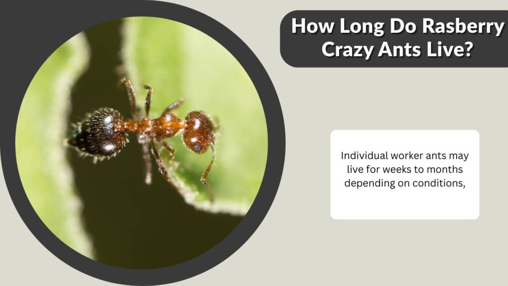 How Long Do Rasberry Crazy Ants Live?