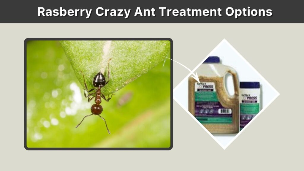 Rasberry Crazy Ant Treatment Options