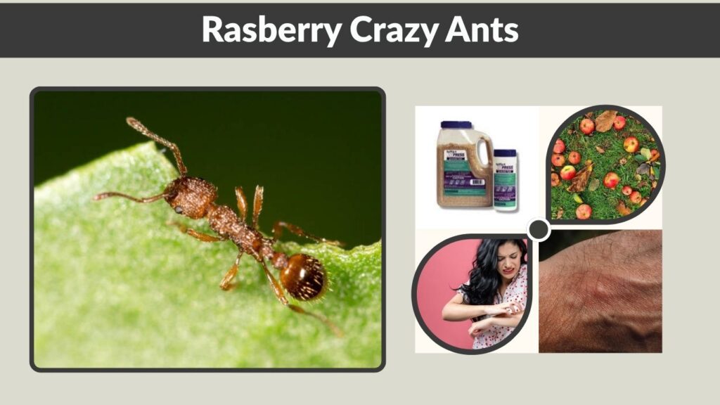Rasberry Crazy Ants: Identification, Damage, and Control