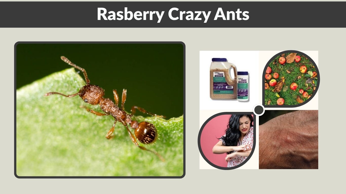 Rasberry Crazy Ants: Identification, Damage, and Control