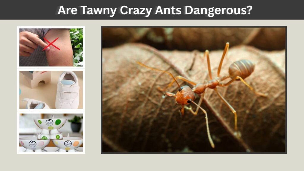 Are Tawny Crazy Ants Dangerous?