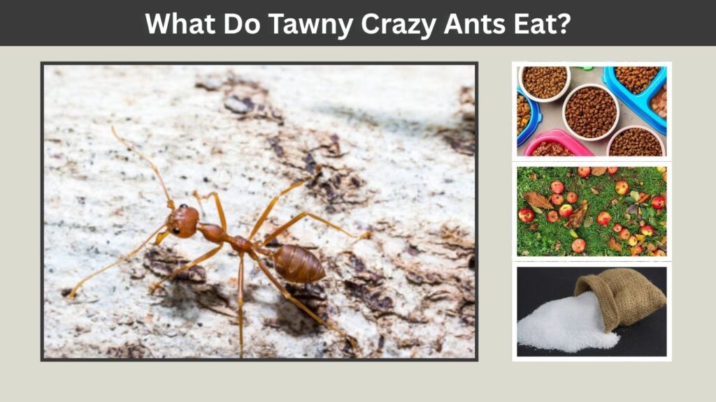 What Do Tawny Crazy Ants Eat?