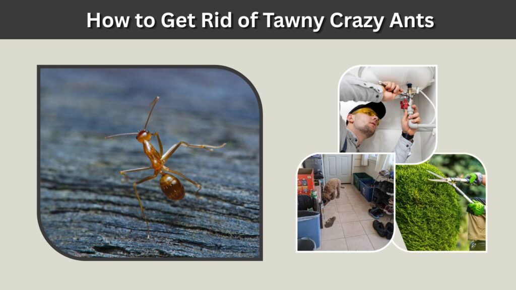 How to Get Rid of Tawny Crazy Ants