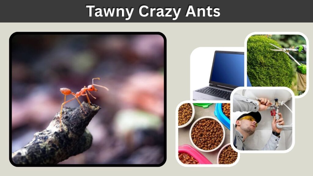 Tawny Crazy Ants: Identification, Risks, and Control
