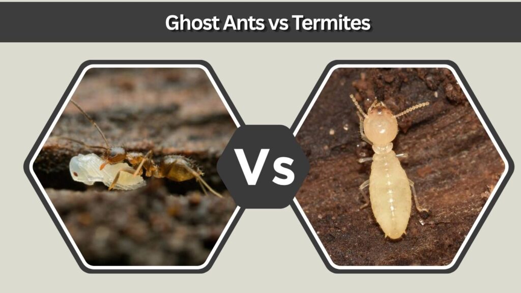 Ghost Ants vs Termites