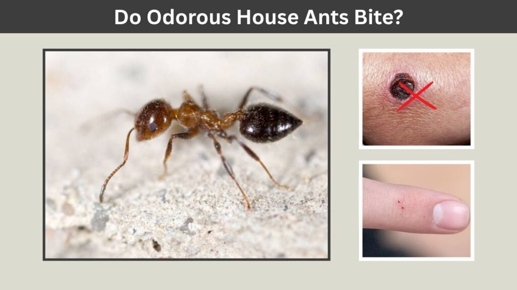 Do Odorous House Ants Bite?