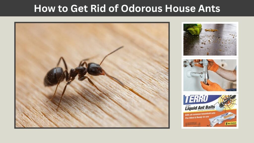 How to Get Rid of Odorous House Ants