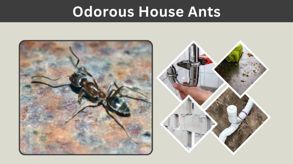 Odorous House Ants: Identification, Smell, Control, and Prevention