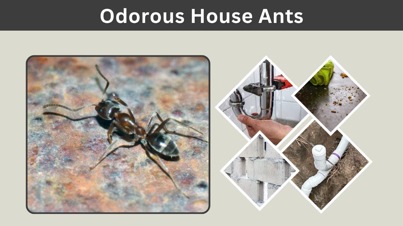 Odorous House Ants: Identification, Smell, Control, and Prevention