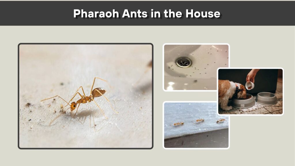 Pharaoh Ants in the House