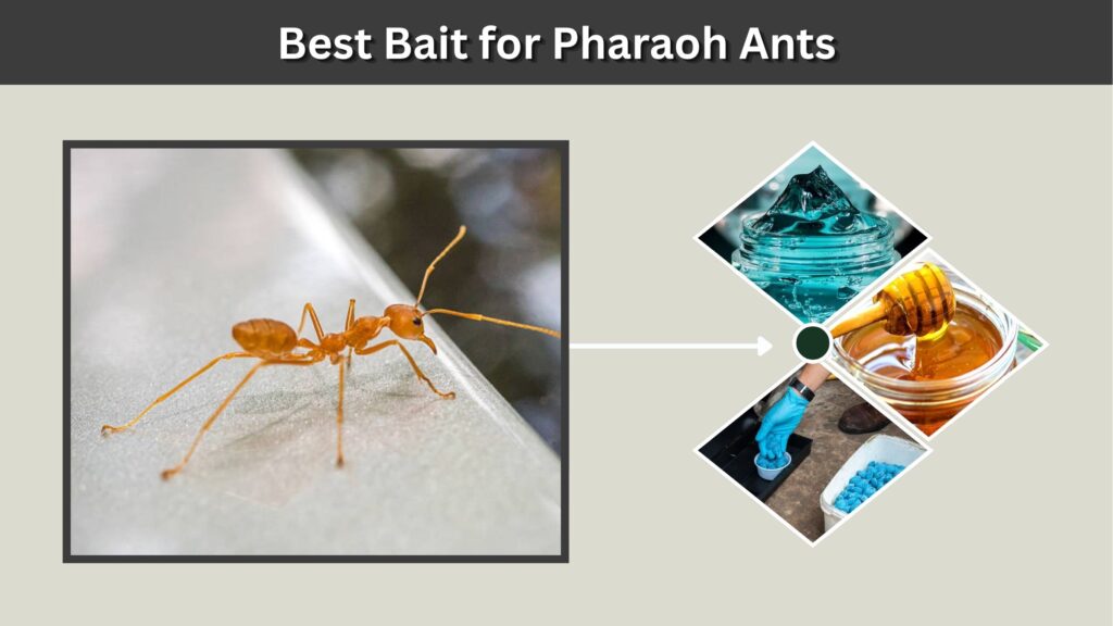 Best Bait for Pharaoh Ants