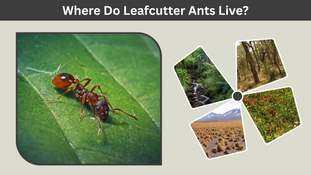 Where Do Leafcutter Ants Live?