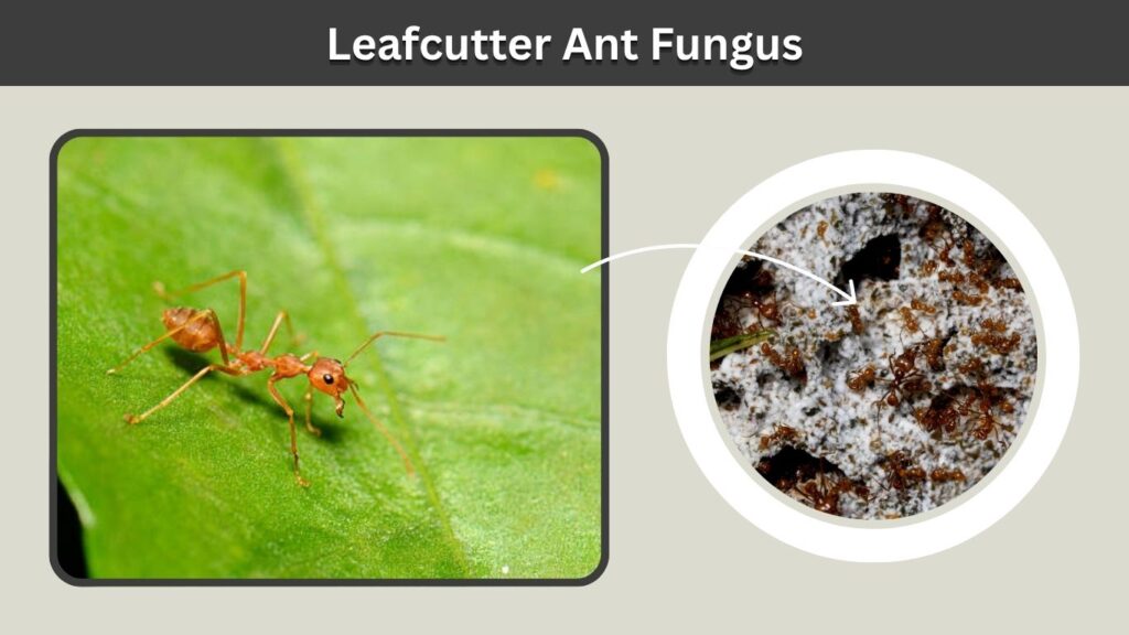 Leafcutter Ant Fungus