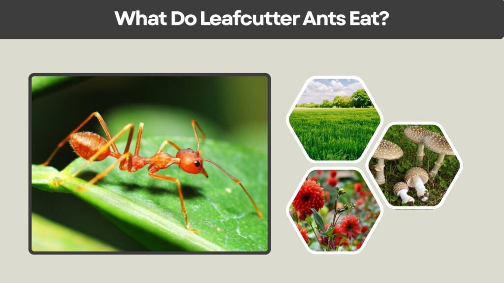 What Do Leafcutter Ants Eat?