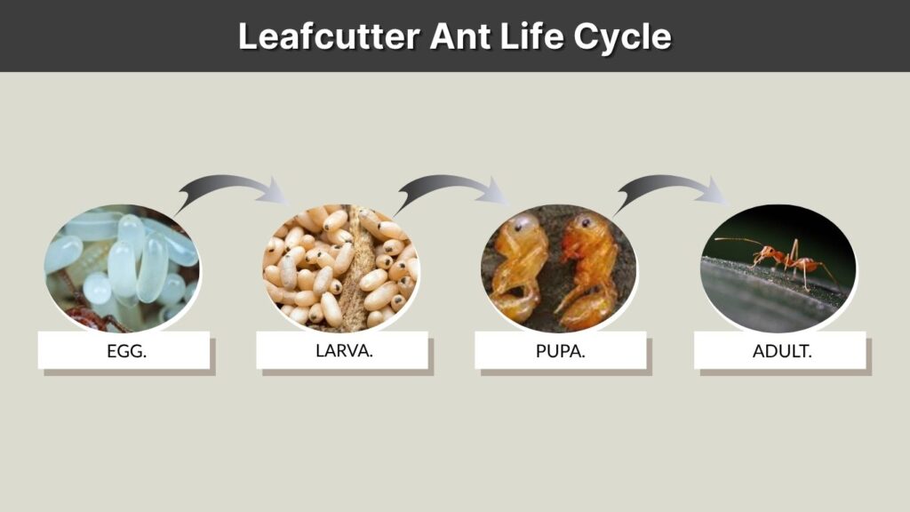 Leafcutter Ant Life Cycle