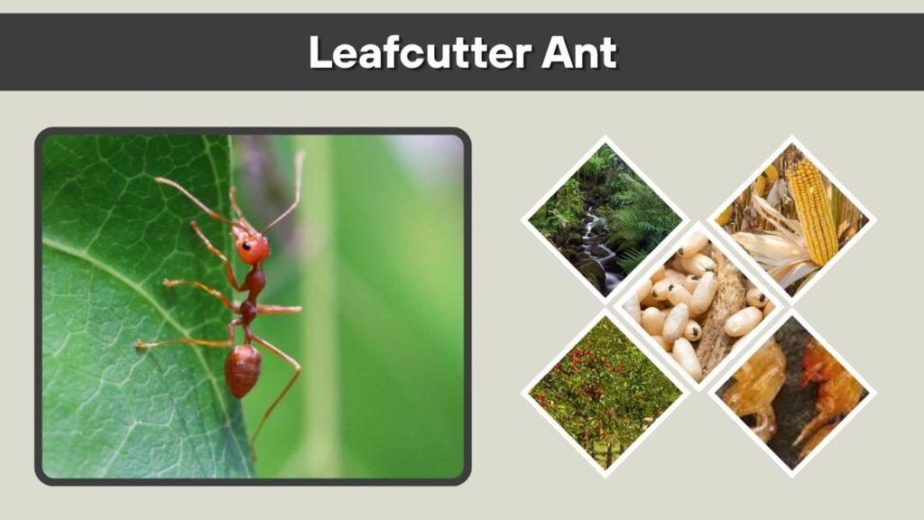 Leafcutter Ant: Facts, Fungus Farming, Queen, Nest, and Control