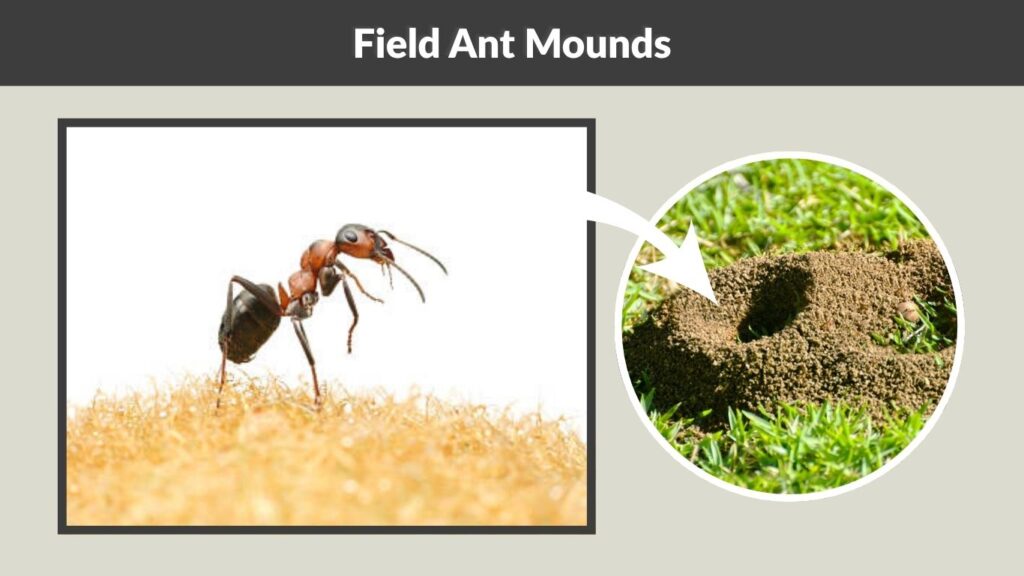 Field Ant Mounds