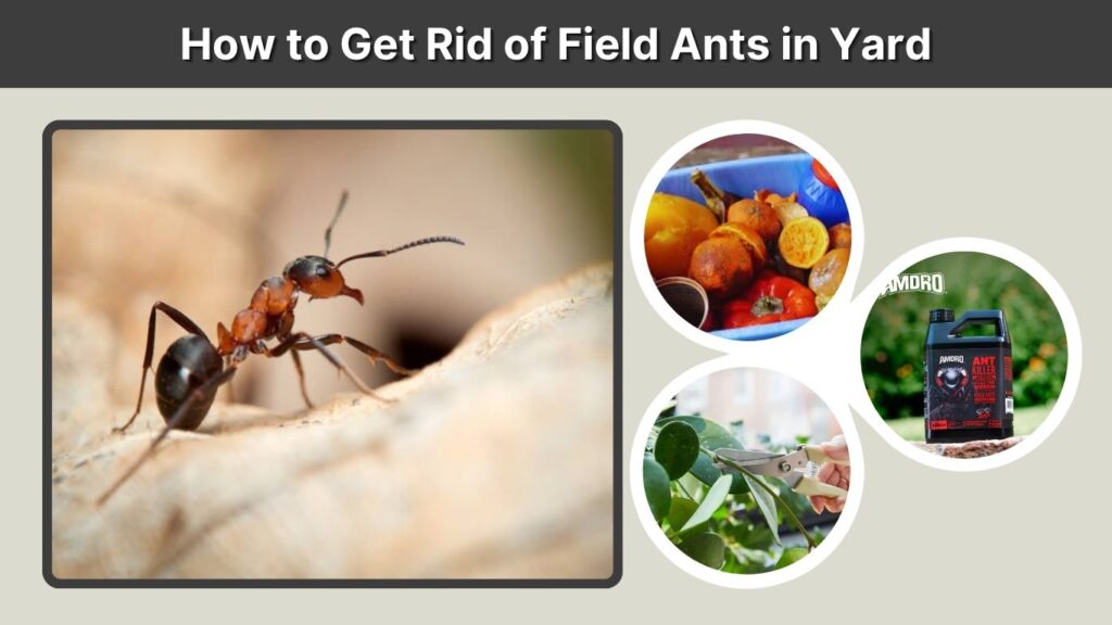 How to Get Rid of Field Ants in Yard